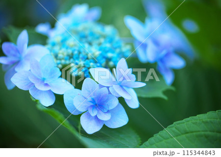 青い紫陽花の花 115344843