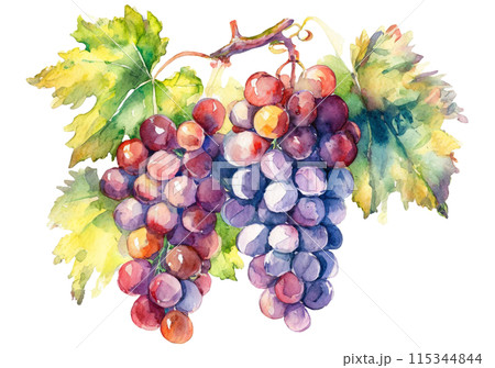 2房のぶどうの水彩イラストのイラスト素材 [115344844] - PIXTA