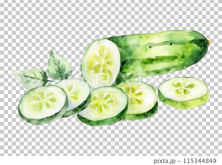 水彩畫的黃瓜插畫 115344849