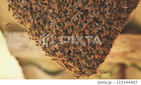 A hive of wild bees in the countryside. A hive of wild bees in the countryside. 115344907