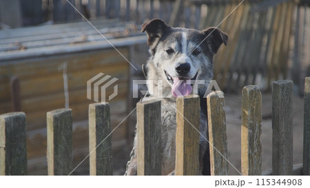 A country dog on a chain. A country dog on a chain. 115344908