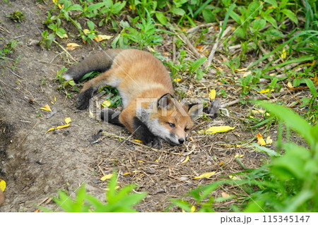 地面に寝る子キツネ 地面に寝る子キツネ 115345147