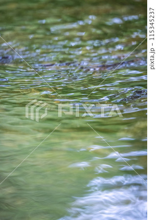 透明度の高い森の清流に映る新緑 鏡野町 透明度の高い森の清流に映る新緑 鏡野町 115345237