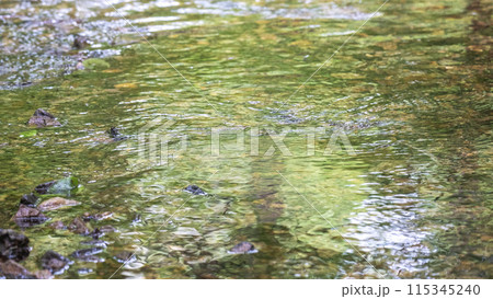 透明度の高い森の清流に映る新緑 鏡野町 透明度の高い森の清流に映る新緑 鏡野町 115345240