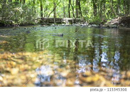 透明度の高い森の清流に映る新緑　鏡野町 115345308