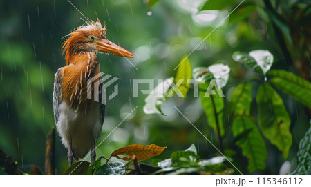 A bird is standing on a tree branch in the rain 115346112