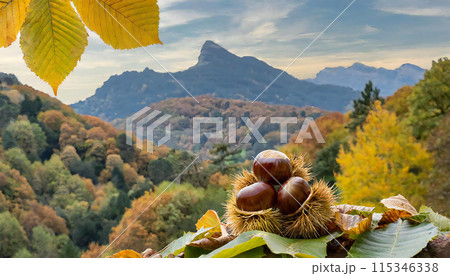 栗 くり 栗の実 秋 栗 くり 栗の実 秋 115346338