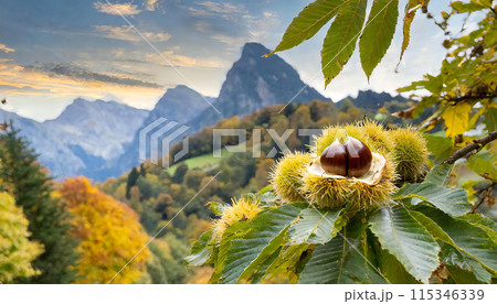 栗 くり 栗の実 秋 栗 くり 栗の実 秋 115346339