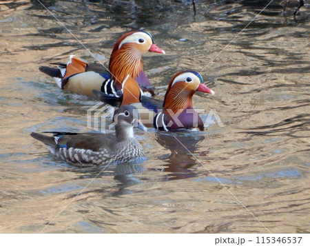 オシドリ オシドリ 115346537