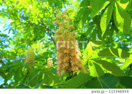 トチノキの花 トチノキの花 115346954