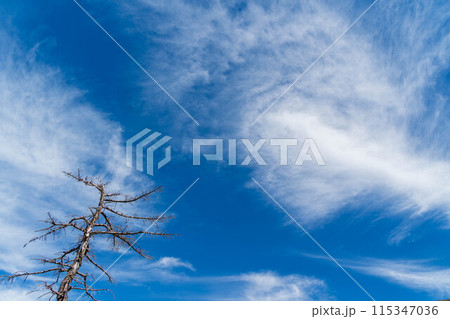 枯木と青空 115347036