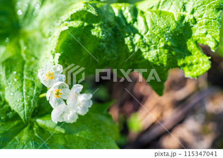 夜露で透明なサンカヨウ 115347041