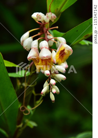 月桃(げっとう) 月桃(げっとう) 115347142