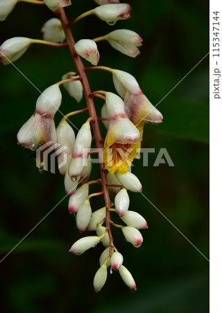 月桃(げっとう) 月桃(げっとう) 115347144