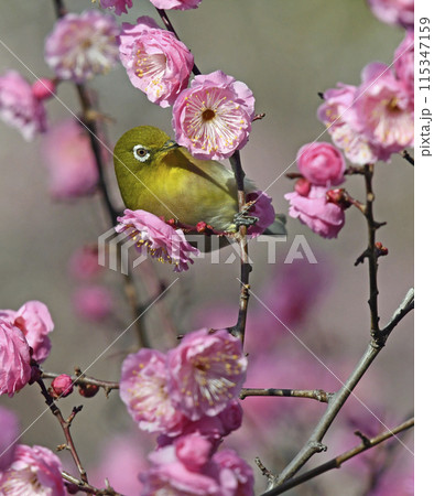 満開の紅梅にメジロさん （ 春イメージ ）（ 春うららイメージ ）（ 春麗らかイメージ ） 115347159