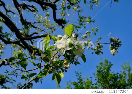 姫リンゴの花 115347204