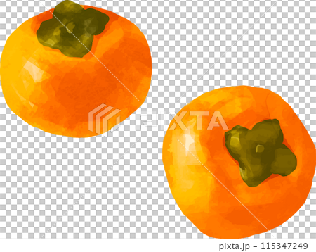 水彩風タッチの柿のイラスト 115347249
