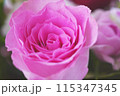 ピンク色の薔薇のをあしらったフラワーアレンジメント 115347345