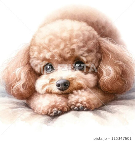 伏せたトイプードルのイラスト素材 [115347601] - PIXTA