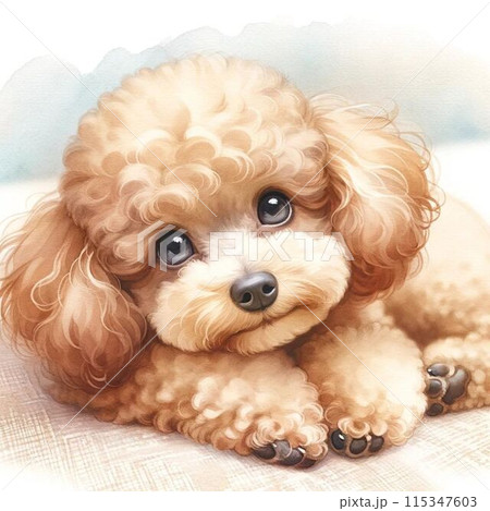 見つめるトイプードル 115347603