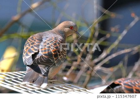 目の前に止まった可愛いくて綺麗な鳩 目の前に止まった可愛いくて綺麗な鳩 115347607
