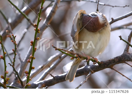 スズメのいる風景 115347626