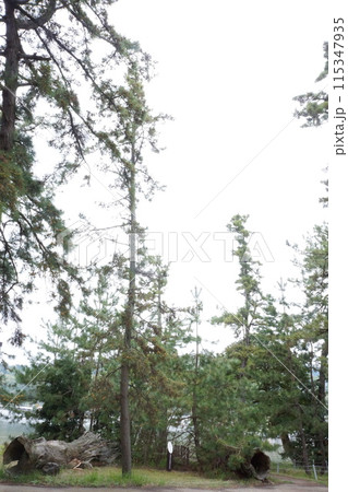 天橋立の松並木道の松 天橋立の松並木道の松 115347935