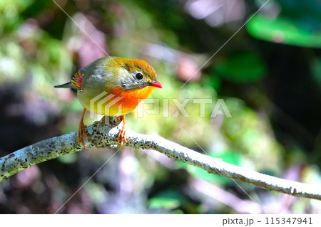 綺麗なソウシチョウ 115347941