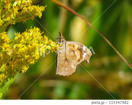 黄色い花に留まるテングチョウ 115347982