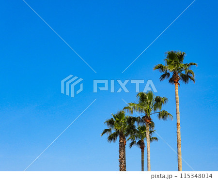 青空に映えるヤシの木 青空に映えるヤシの木 115348014