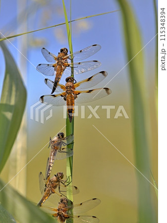 Dragonflies perched on a reed Dragonflies perched on a reed 115348394