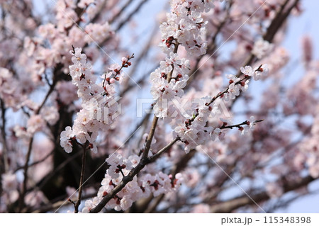 杏子の花 杏子の花 115348398