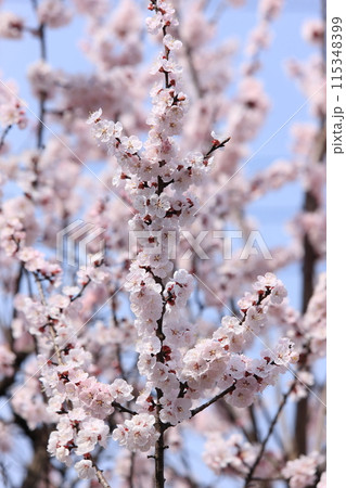 杏子の花 115348399