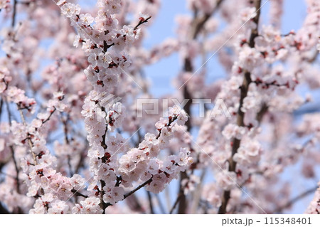 杏子の花 115348401