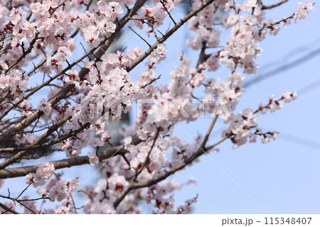 杏子の花 115348407