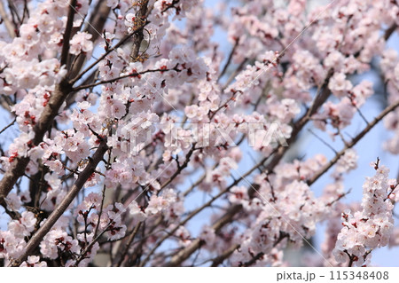 杏子の花 115348408