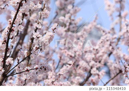 杏子の花 115348410