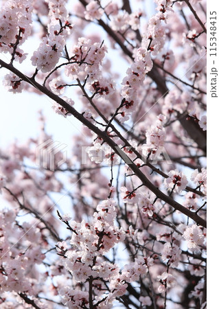 杏子の花 115348415