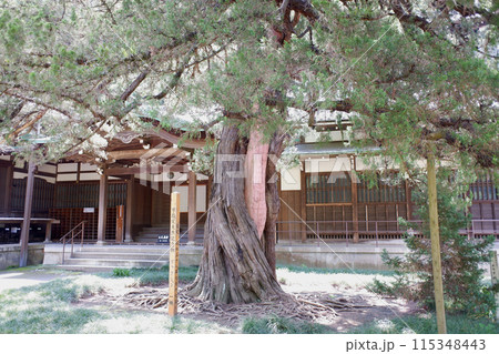 鎌倉　円覚寺の柏槙 115348443