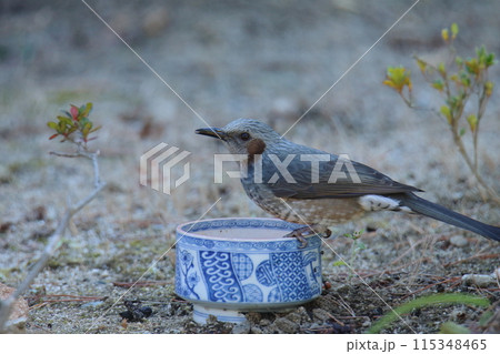 庭に来た鳥 ヒヨドリ、 庭に来た鳥 ヒヨドリ、 115348465