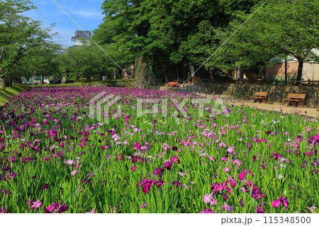 【長崎県】晴天の大村公園の花菖蒲(玖島城) 【長崎県】晴天の大村公園の花菖蒲(玖島城) 115348500