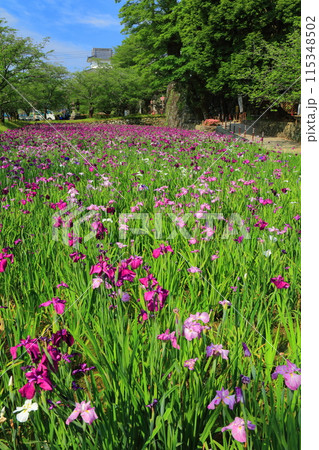 【長崎県】晴天の大村公園の花菖蒲（玖島城） 115348502