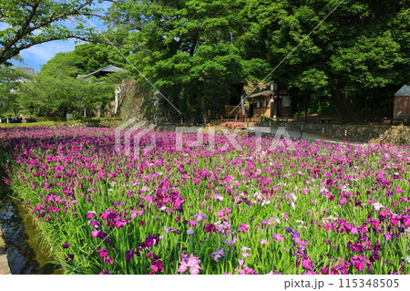 【長崎県】晴天の大村公園の花菖蒲（玖島城） 115348505