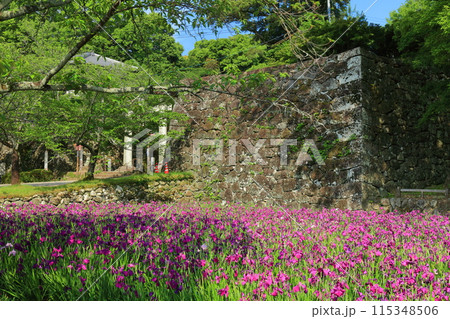 【長崎県】晴天の大村公園の花菖蒲（玖島城） 115348506