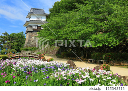 【長崎県】晴天の大村公園の板敷櫓と花菖蒲（玖島城） 115348513