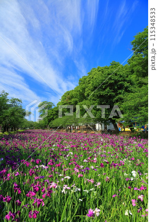 【長崎県】晴天の大村公園の花菖蒲（玖島城） 115348533