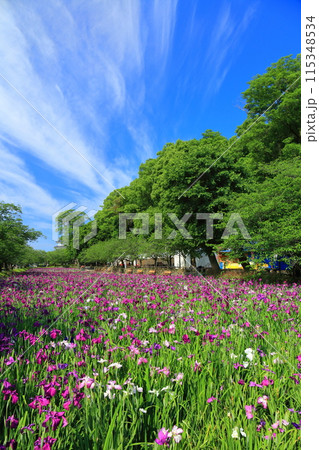 【長崎県】晴天の大村公園の花菖蒲（玖島城） 115348534