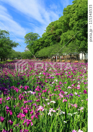 【長崎県】晴天の大村公園の花菖蒲（玖島城） 115348535