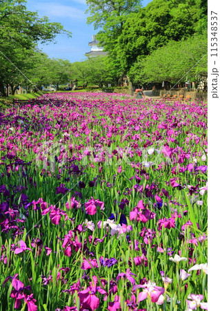 【長崎県】晴天の大村公園の花菖蒲（玖島城） 115348537