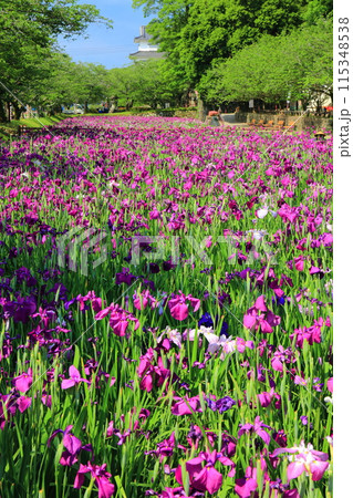 【長崎県】晴天の大村公園の花菖蒲（玖島城） 115348538
